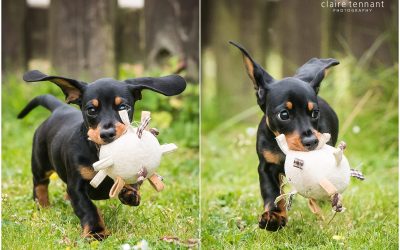 Dog Photography, Livingston – Richmond the Sausage Dog!