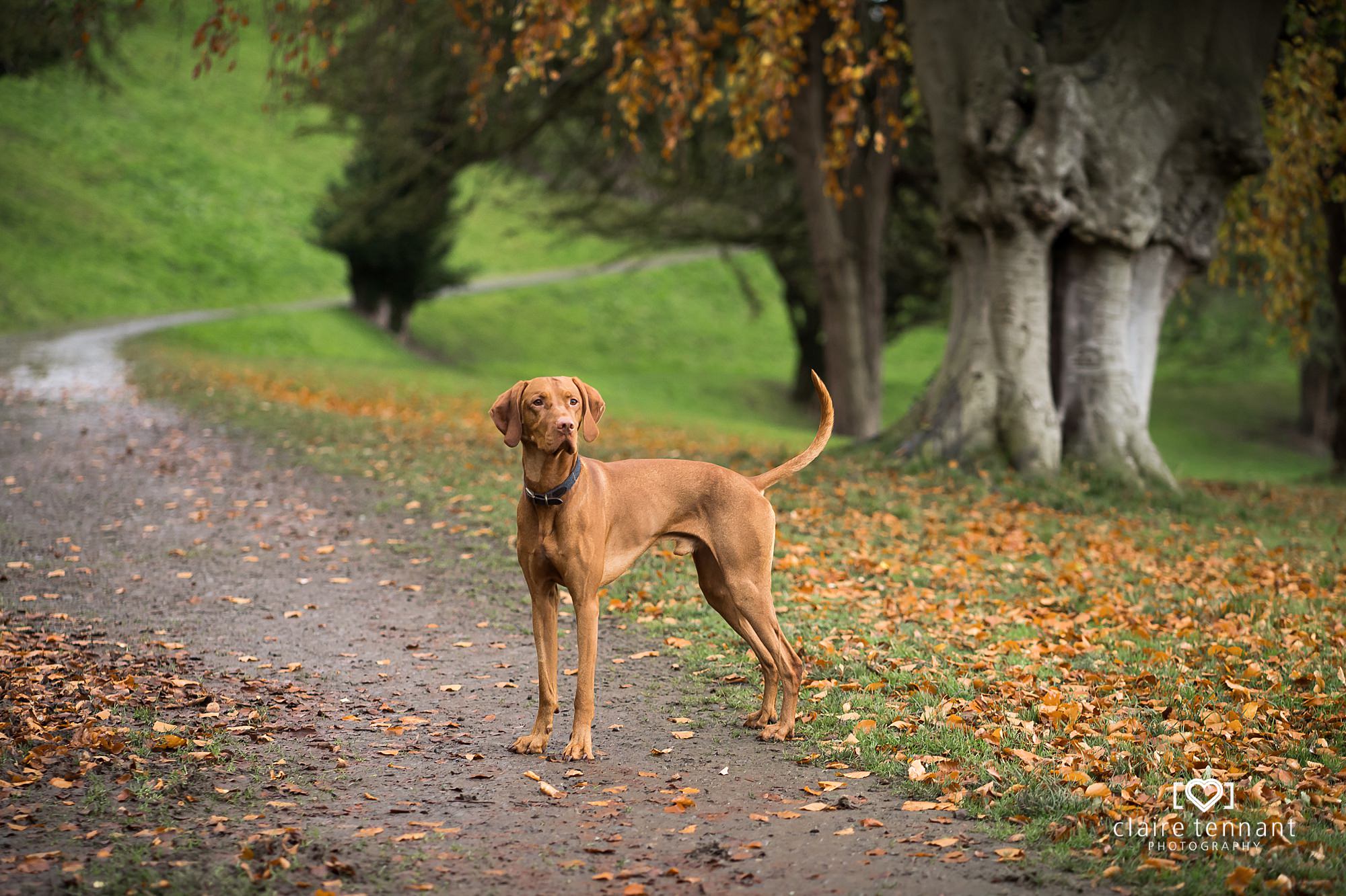 Autumn Dog photography